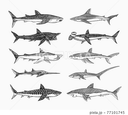 Sharks set.Great white shark, Sixgill sawshark. Basking Sand Tiger Hammerhead Thresher Atlantic Bull 77101745