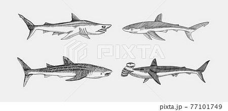 Whale And Blue Shark Great Hammerhead And Sand のイラスト素材