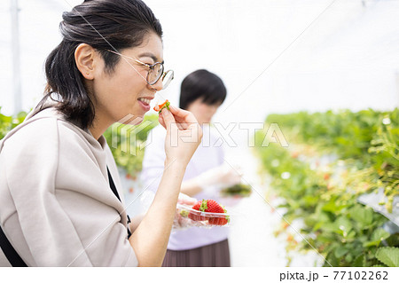 いちご狩りを楽しむ女性 いちご狩りを楽しむ女性 77102262