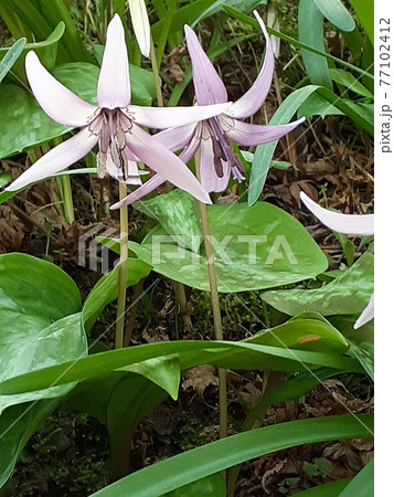 可憐なカタクリの花 77102412