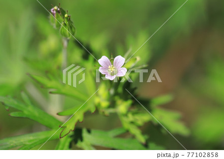 アメリカ風露 アメリカフウロ 春から夏の花 の写真素材