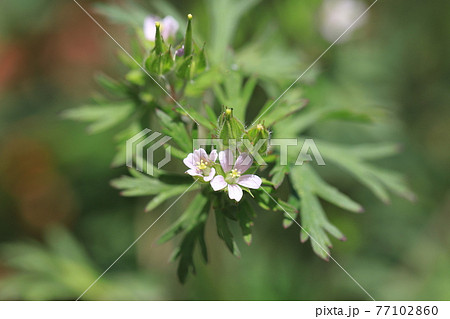 アメリカ風露(アメリカフウロ) 春から夏の花 アメリカ風露(アメリカフウロ) 春から夏の花 77102860
