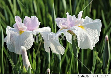 梅雨のころ雨がよく似合う花ハナショウブ 77103037