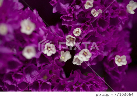 紫色のスターチスのクローズアップ写真です学名はLimonium sinuatumです。 紫色のスターチスのクローズアップ写真です学名はLimonium sinuatumです。 77103064