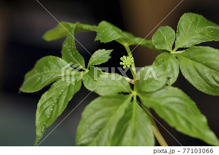 高麗人参の葉と蕾 77103066