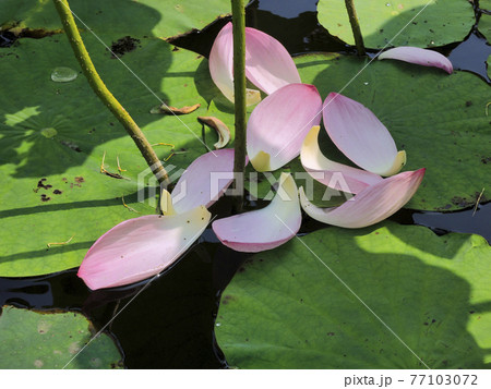 落ちた蓮の花びらの写真素材 [77103072] - PIXTA