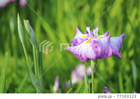 背景ぼかしの緑色に浮き上がる加茂の花 背景ぼかしの緑色に浮き上がる加茂の花 77103123