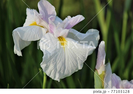 蕾のそばで誇らしげに咲く大輪の花 77103128