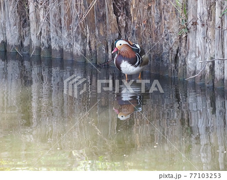 小さな池のオシドリ雄 77103253