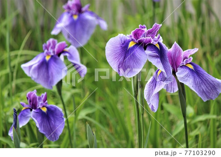 ひときわ鮮やかな青紫色のハナショウブ ひときわ鮮やかな青紫色のハナショウブ 77103290