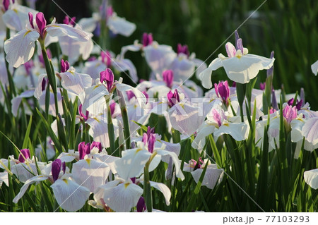 ハナショウブの群生が見事な水月公園 ハナショウブの群生が見事な水月公園 77103293