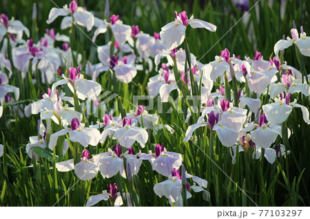 群生の花しょうぶに自然光が降り注ぐ 77103297
