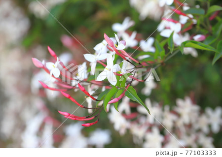 羽衣ジャスミン（ハゴロモジャスミン）の花 77103333