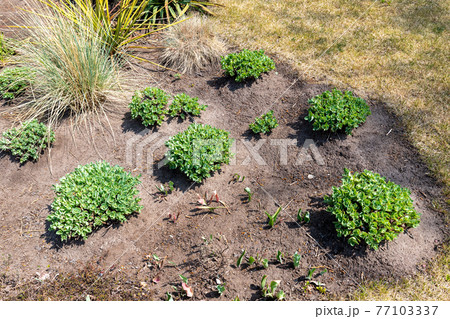 Beautilful ornamental garden with young green sedum spectabile, snowy stonecrop or ice plant (Hylotelephium spectabile) growing in flowerbed. Home backyard botanical decoration and gardening concept 77103337