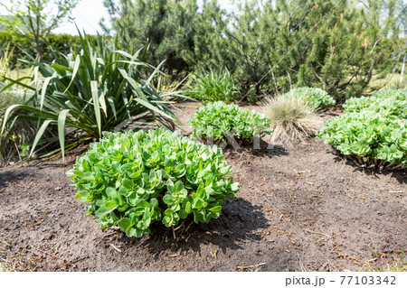 Beautilful ornamental garden with young green sedum spectabile, snowy stonecrop or ice plant (Hylotelephium spectabile) growing in flowerbed. Home backyard botanical decoration and gardening concept 77103342