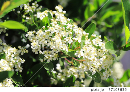 ピラカンサ（ピラカンサス）の花 77103636