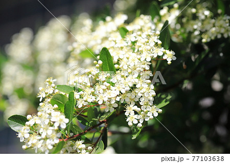 ピラカンサ（ピラカンサス）の花 77103638