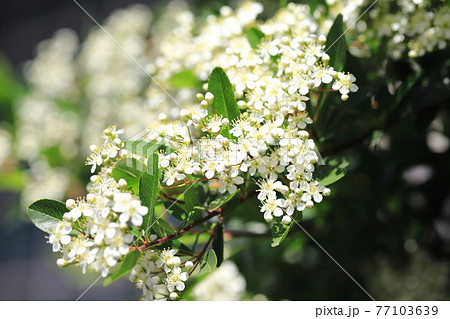 ピラカンサ（ピラカンサス）の花 77103639