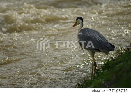 夕暮れ、増水した川のそばで佇むアオサギ 77103755
