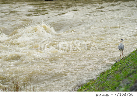 雨上がりの夕暮れ、アオサギが佇む増水した川の風景 77103756