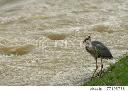 増水した川で魚を獲るアオサギ 77103758