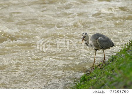 増水した川で魚を獲るアオサギ 77103760