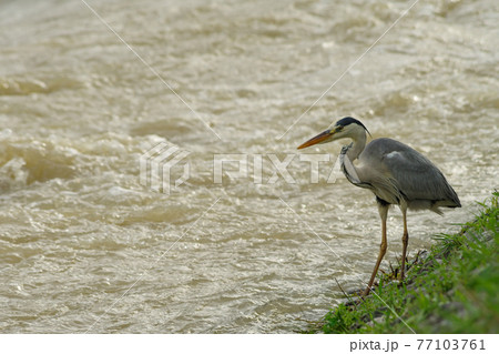 夕暮れ、増水した川のそばで佇むアオサギ 77103761