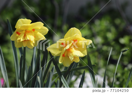 春の庭に咲く八重咲き水仙 タヒチ の花の写真素材