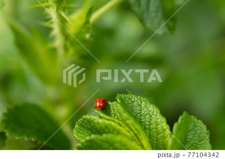 Green leaf of beach rose with ladybug at summer in Finland Green leaf of beach rose with ladybug at summer in Finland 77104342