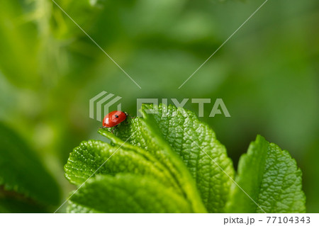 Green leaf of beach rose with ladybug at summer in Finland Green leaf of beach rose with ladybug at summer in Finland 77104343