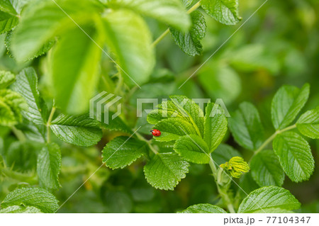 Green leaf of beach rose with ladybug at summer in Finland Green leaf of beach rose with ladybug at summer in Finland 77104347