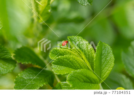 Green leaf of beach rose with ladybug at summer in Finland Green leaf of beach rose with ladybug at summer in Finland 77104351