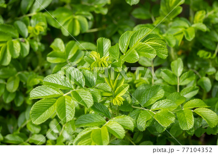 Green leaf of beach rose at summer in Finland Green leaf of beach rose at summer in Finland 77104352