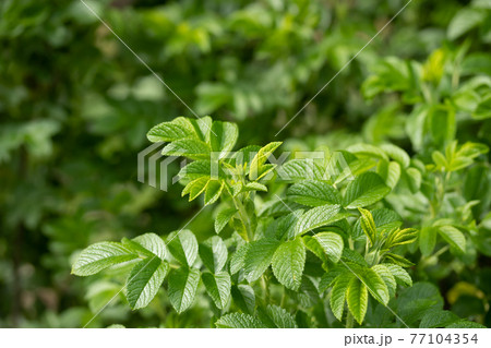 Green leaf of beach rose at summer in Finland 77104354