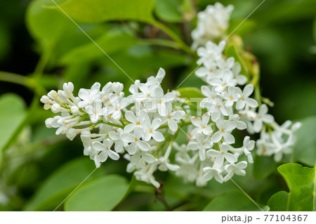 Lilac branch with white flowers in the summer garden 77104367
