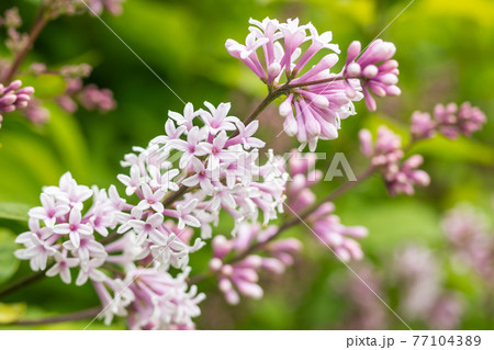 Lilac branch with flowers and buds in the summer garden 77104389