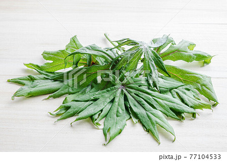 ヤブレガサ 77104533