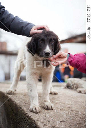 Bulgarian shepherd dog puppy portrait Bulgarian shepherd dog puppy portrait 77104754