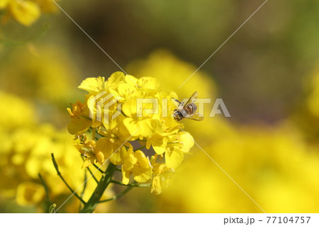 菜の花の蜜を吸うミツバチ 菜の花の蜜を吸うミツバチ 77104757