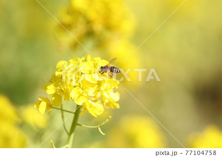 菜の花の蜜を吸うミツバチ 77104758
