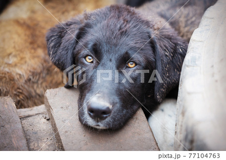 Dog with sad eyes in shelter for adoption 77104763