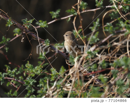 公園のベニマシコ雌 77104866