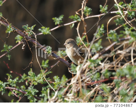公園のベニマシコ雌 77104867