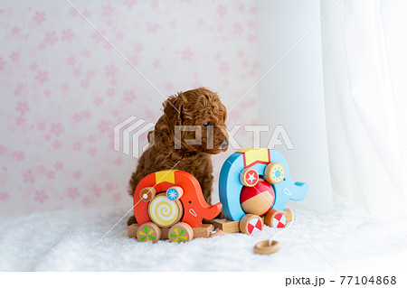 生後1ヶ月のトイプードルの仔犬 77104868