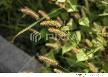 エノコログサ(狗尾草) エノコログサ(狗尾草) 77104876