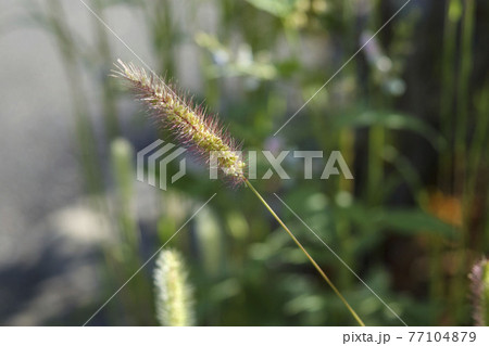 エノコログサ（狗尾草） 77104879