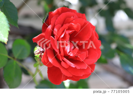 真っ赤なバラ 77105005