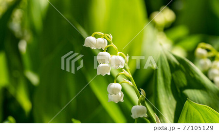 小さくて可愛らしい幸せの花「すずらん」 77105129