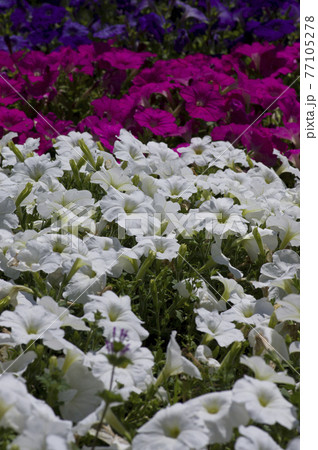 花壇に白いペチュニアの花が咲いています。学名はPetuniaです。 77105278