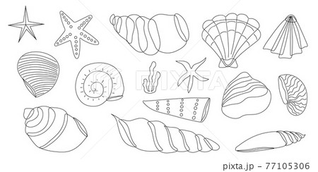 A set of seashells in a black and white outline. A set of seashells in a black and white outline. 77105306